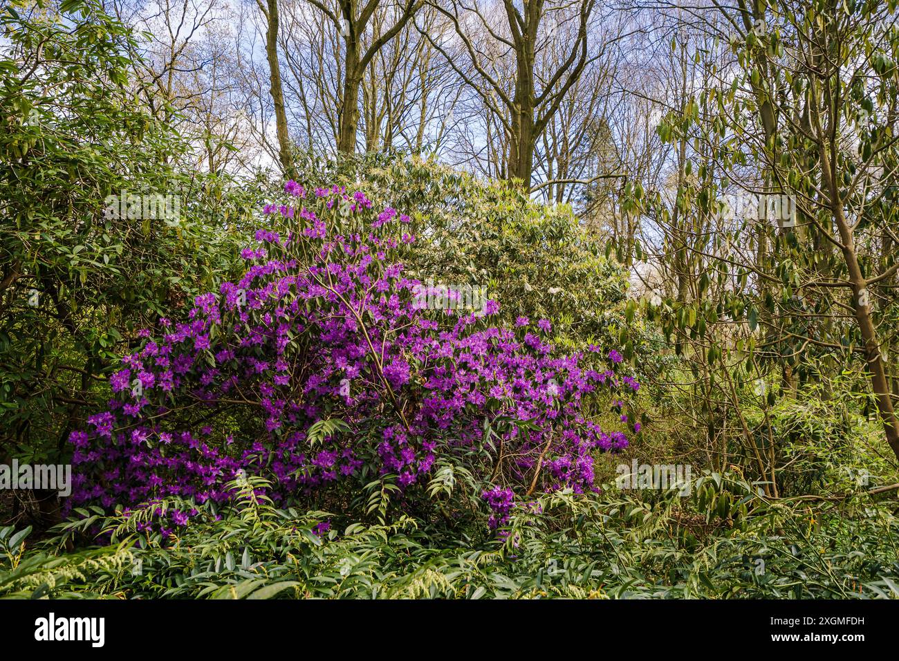 Un rododendro in fiore viola si distingue contro i cespugli e gli alberi circostanti in un tipico bosco inglese Foto Stock