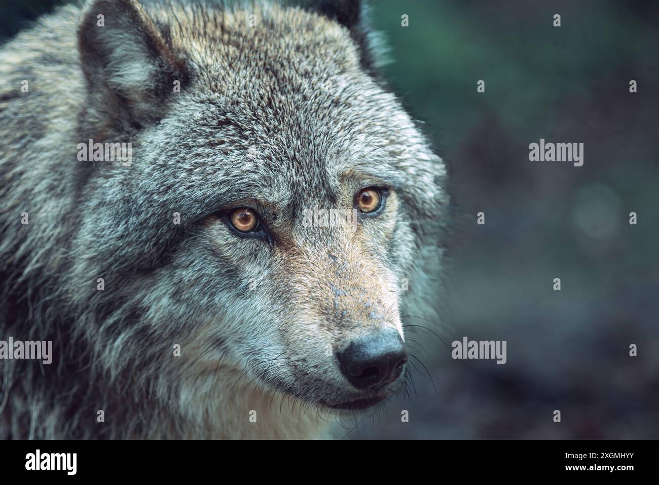 Lupo grigio espressivo, noto anche come lupo di legno, che ti guarda con attenzione nella foresta Foto Stock