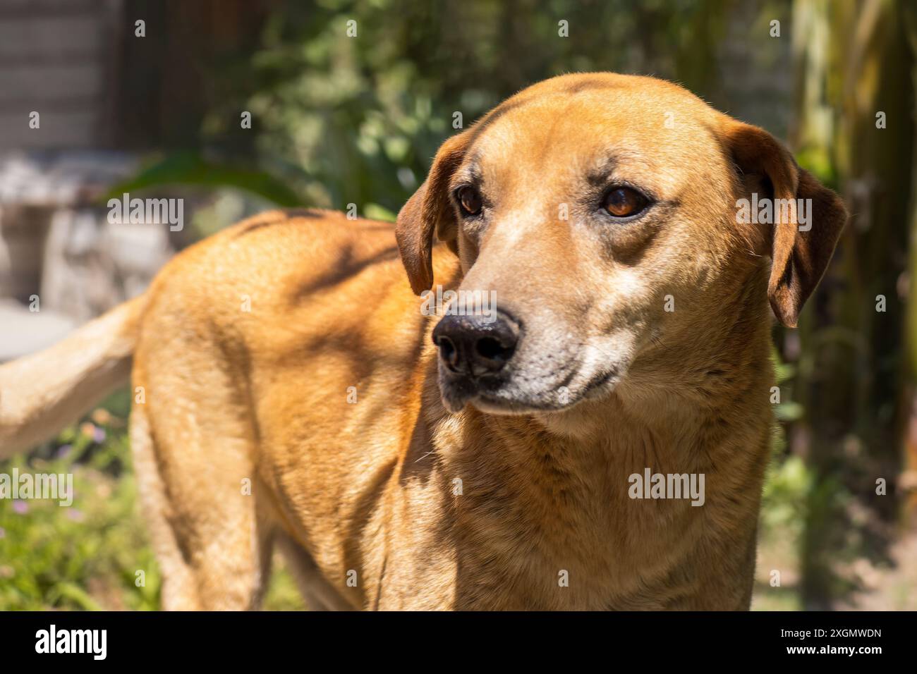 Accattivante ritratto ravvicinato di un leale cane marrone con gli occhi piercing, in un giardino illuminato dal sole. Perfetto per gli amanti degli animali domestici e per i professionisti a tema animale Foto Stock