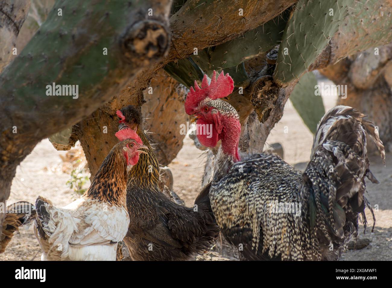 Gallo e polli si sono riuniti sotto un albero di cactus in una fattoria rurale. Cattura l'ambiente naturale e le dinamiche della vita agricola. Foto Stock