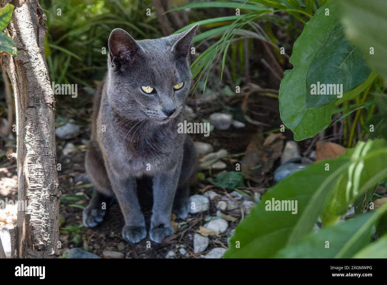 Un gatto grigio defeca in un giardino tra lussureggianti foglie verdi e rocce sparse. L'ambiente naturale e l'espressione focalizzata del gatto fanno di un candi Foto Stock