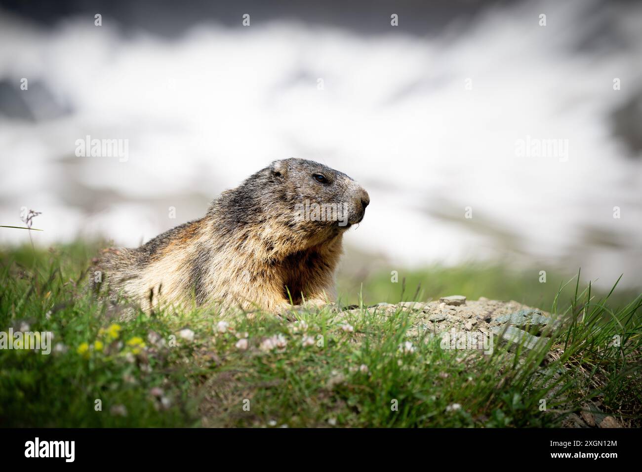 Marmotte che vivono nella natura selvaggia. Foto Stock