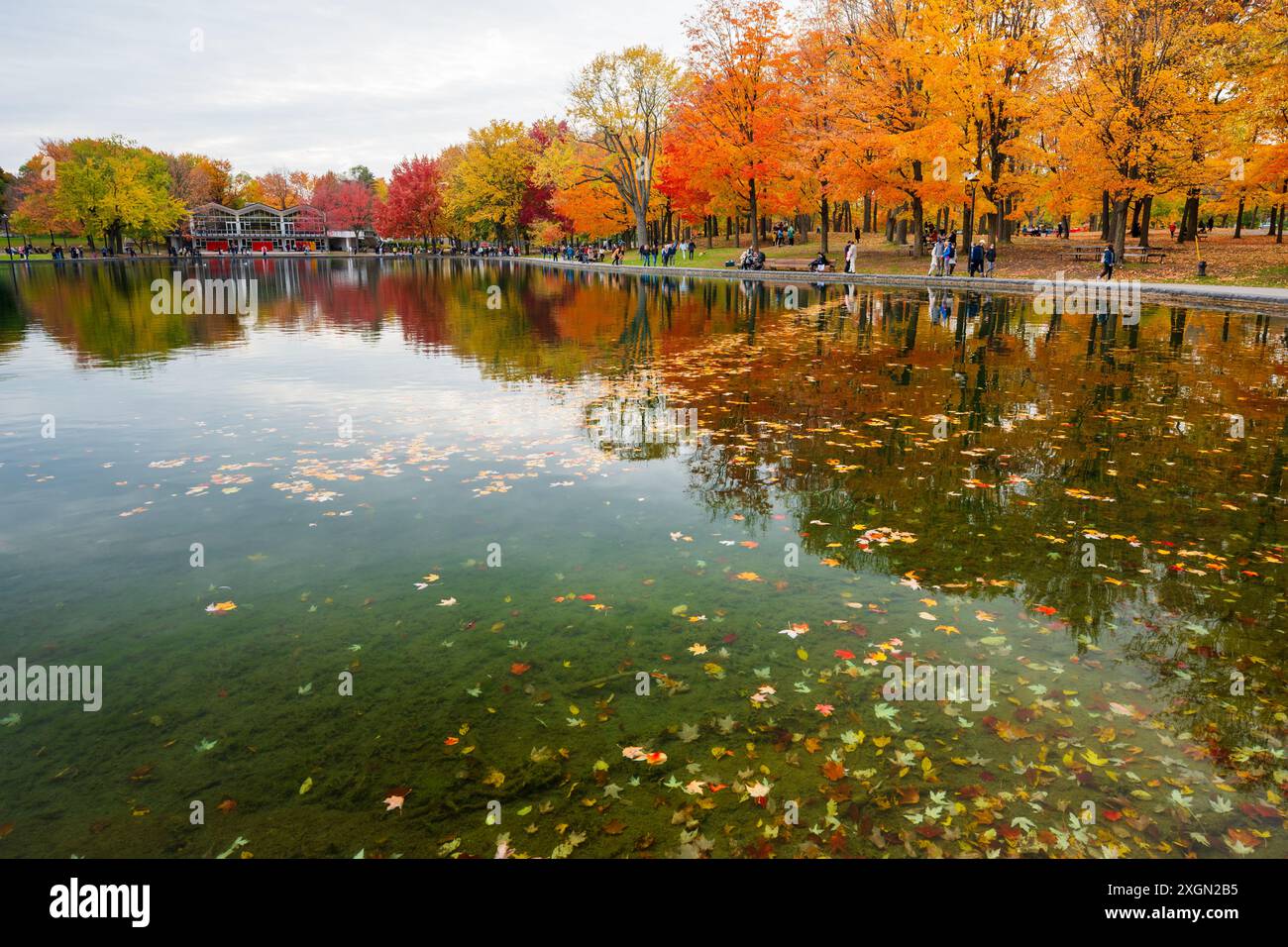 Lago Beaver, Parco del Monte reale (Parc du Mont-Royal) in autunno. Le persone si rilassano nel parco e si godono gli aceri rossi. Montreal, Quebec, Canada. Foto Stock