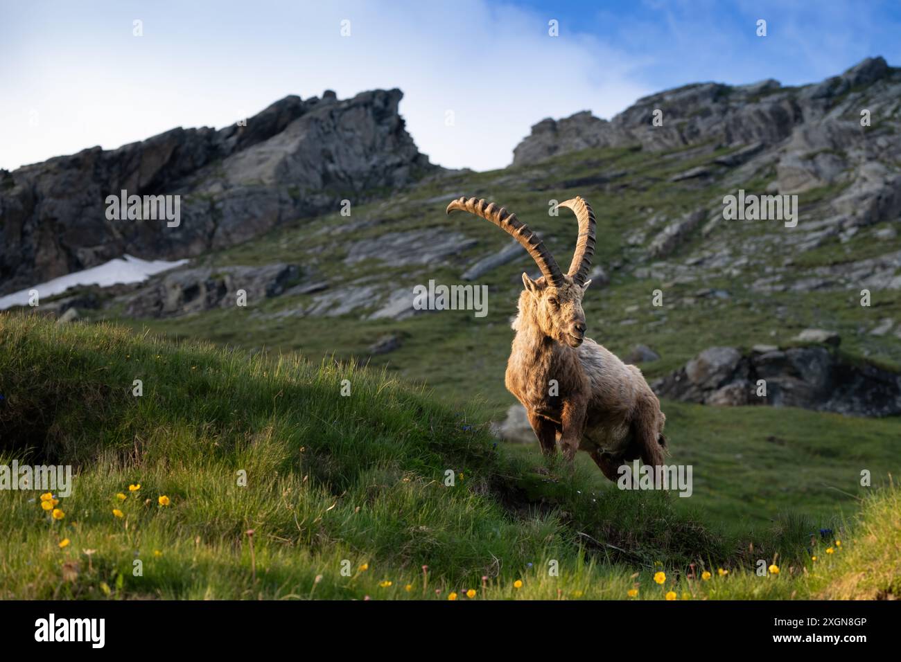 Capra ibex ibex nella montagna di Alpin Foto Stock