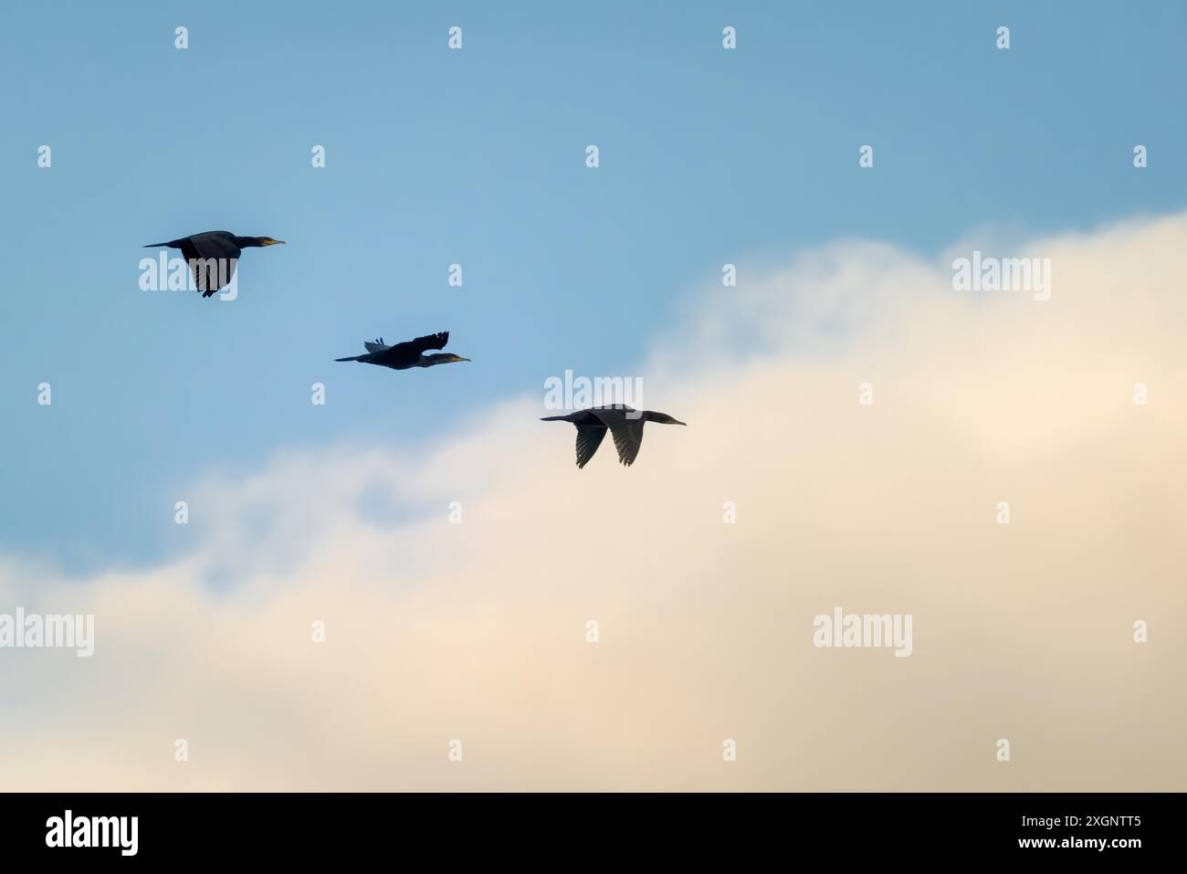 Tre compagni di volo Foto Stock