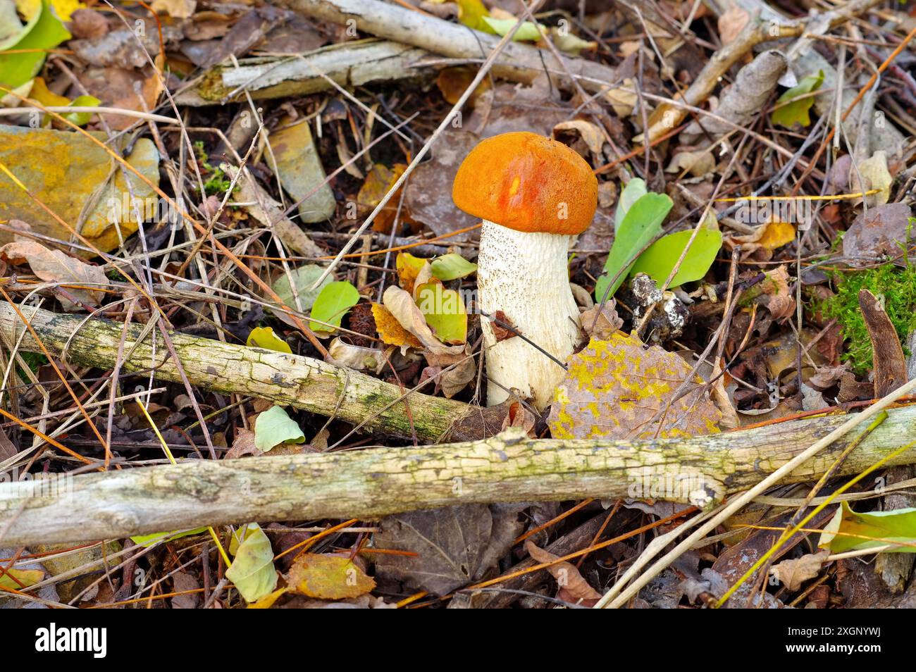 Fungo rosso nella foresta autunnale, fungo rosso nella foresta autunnale Foto Stock