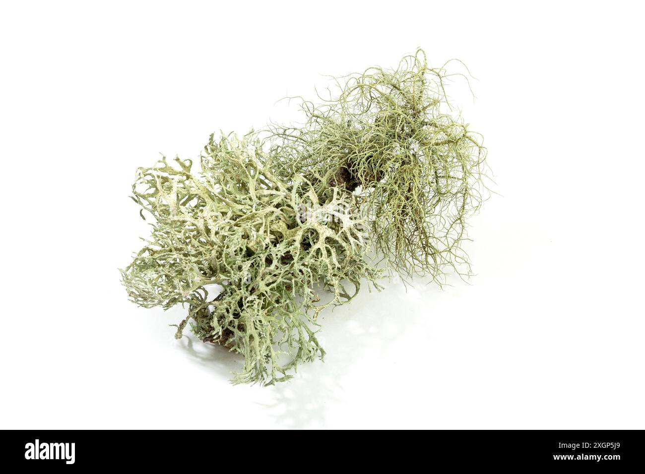 Lichene ramificato isolato su sfondo bianco. Evernia prunastri conosciuto anche come oakmoss Foto Stock