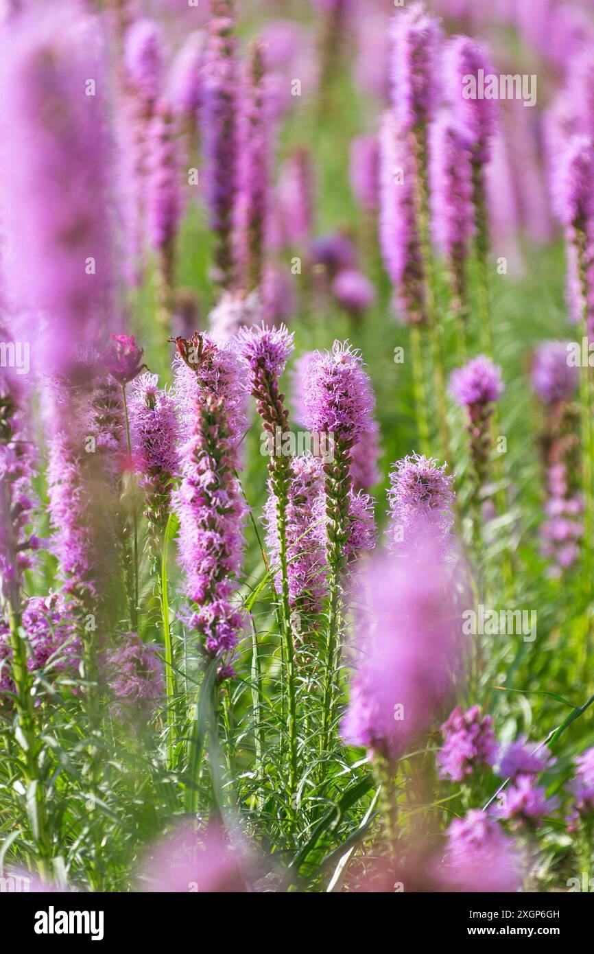 Splendidi fiori viola di Liatris spicata, primo piano. la densa stella ardente, la piuma della prateria, la piuma di gaypiuma, la barba di serpente a bottoni. Foto Stock