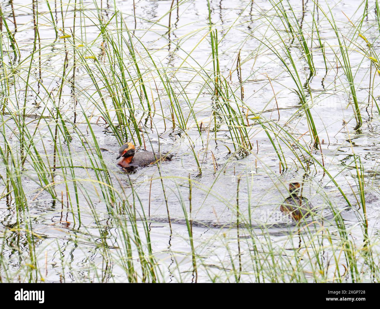 Slavonian Grebe, Podiceps auritus su Loch Ruthven, Strath Nairn, Scozia, Regno Unito. Foto Stock