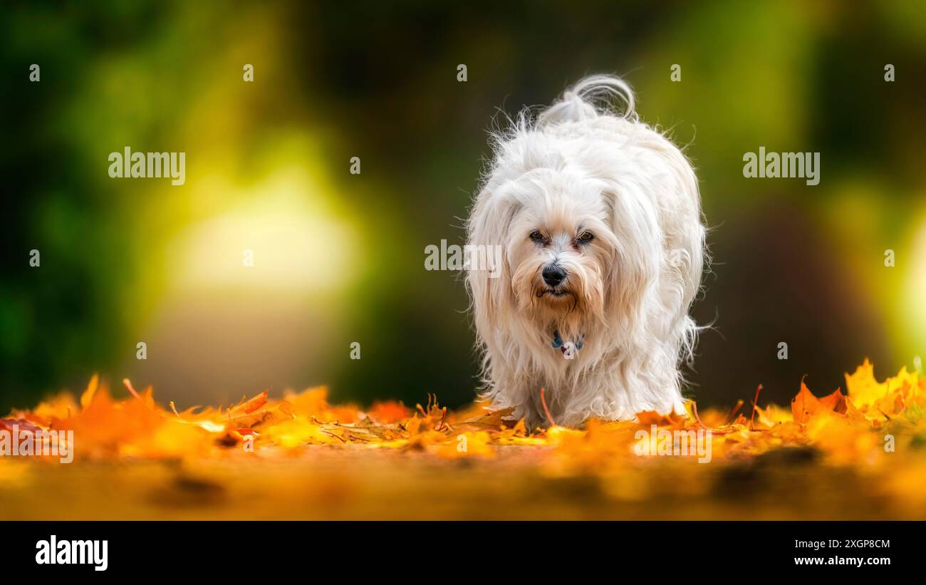 L'autunno è un periodo meraviglioso per la fotografia. Oggi avevo una luce di prima classe e un bellissimo sfondo autunnale Foto Stock