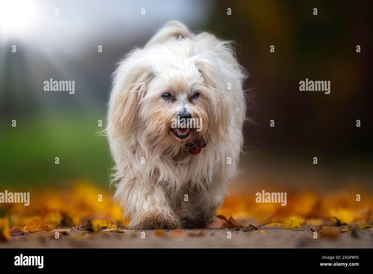 L'autunno è un periodo meraviglioso per la fotografia. Oggi avevo una luce di prima classe e un bellissimo sfondo autunnale Foto Stock