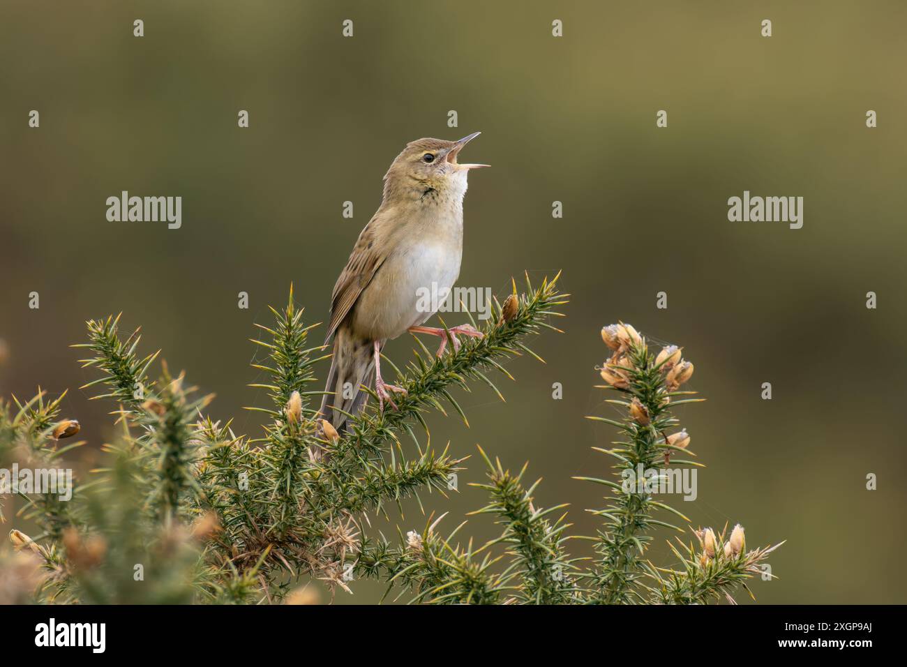 Grasshopper Warbler reeling su Gorse Foto Stock