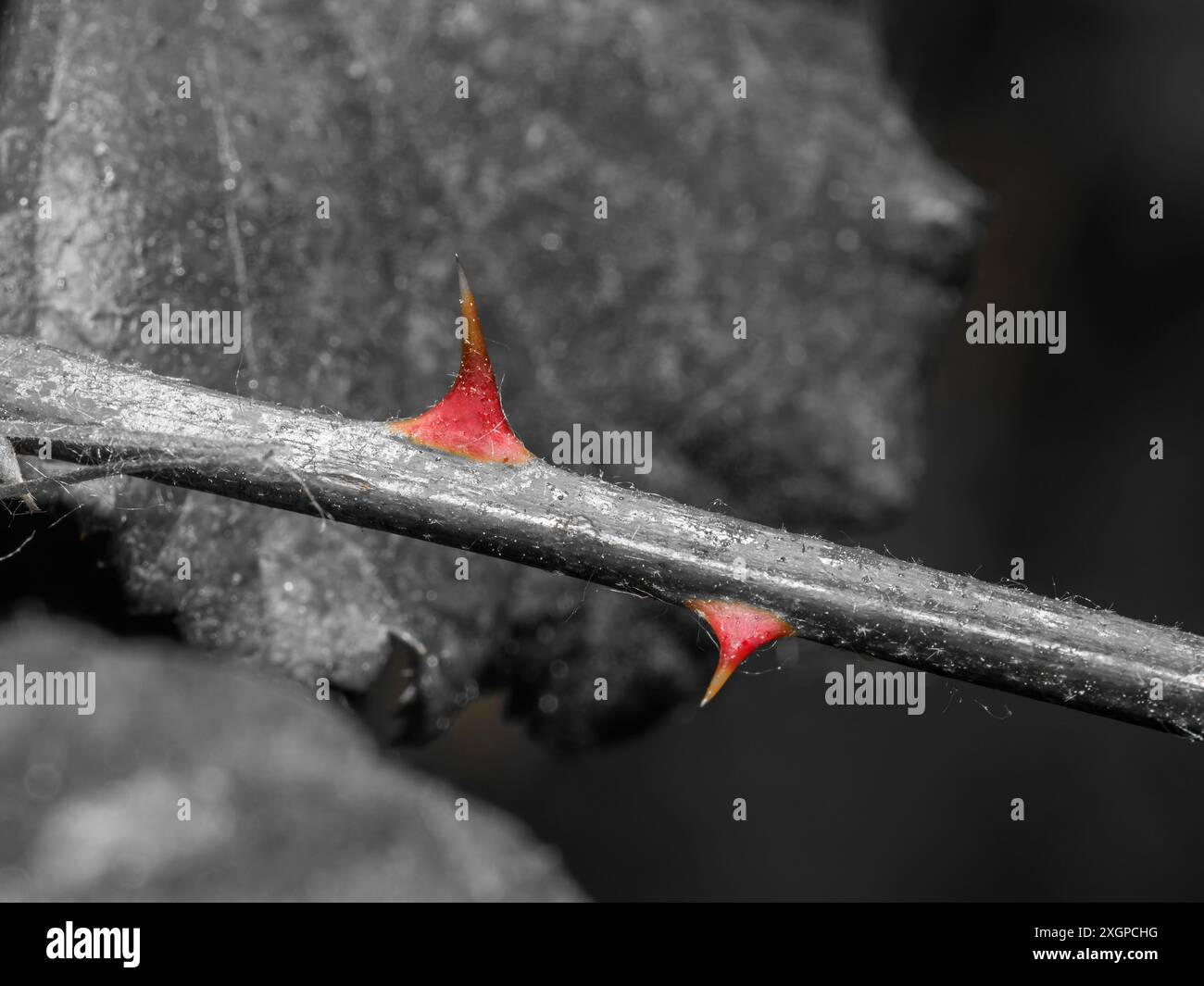 Spina di rosa Foto Stock