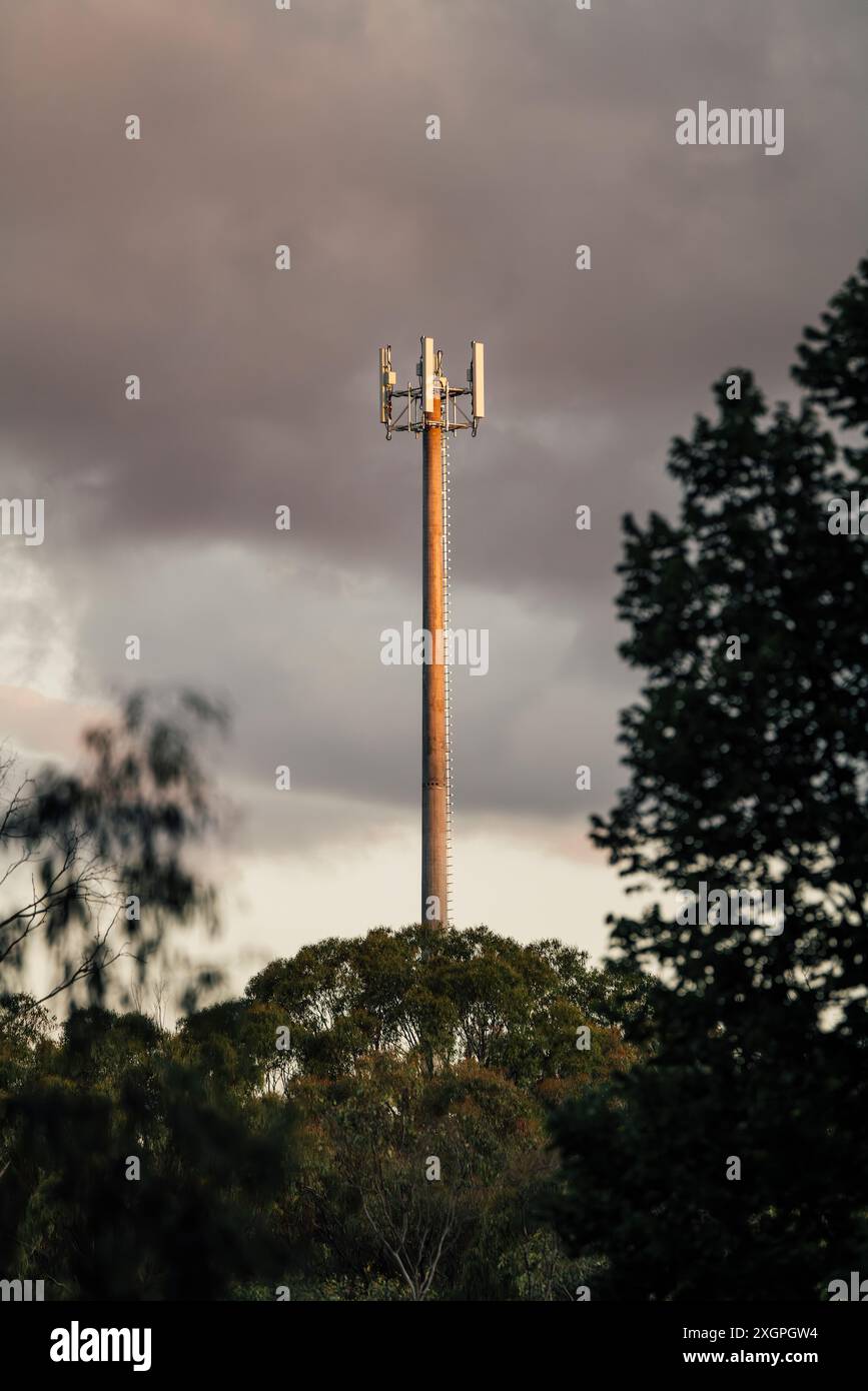 Un albero di rete mobile che si illumina di luce dorata al tramonto tra gli alberi di eucalipto nella campagna del nuovo Galles del Sud, Australia. Foto Stock