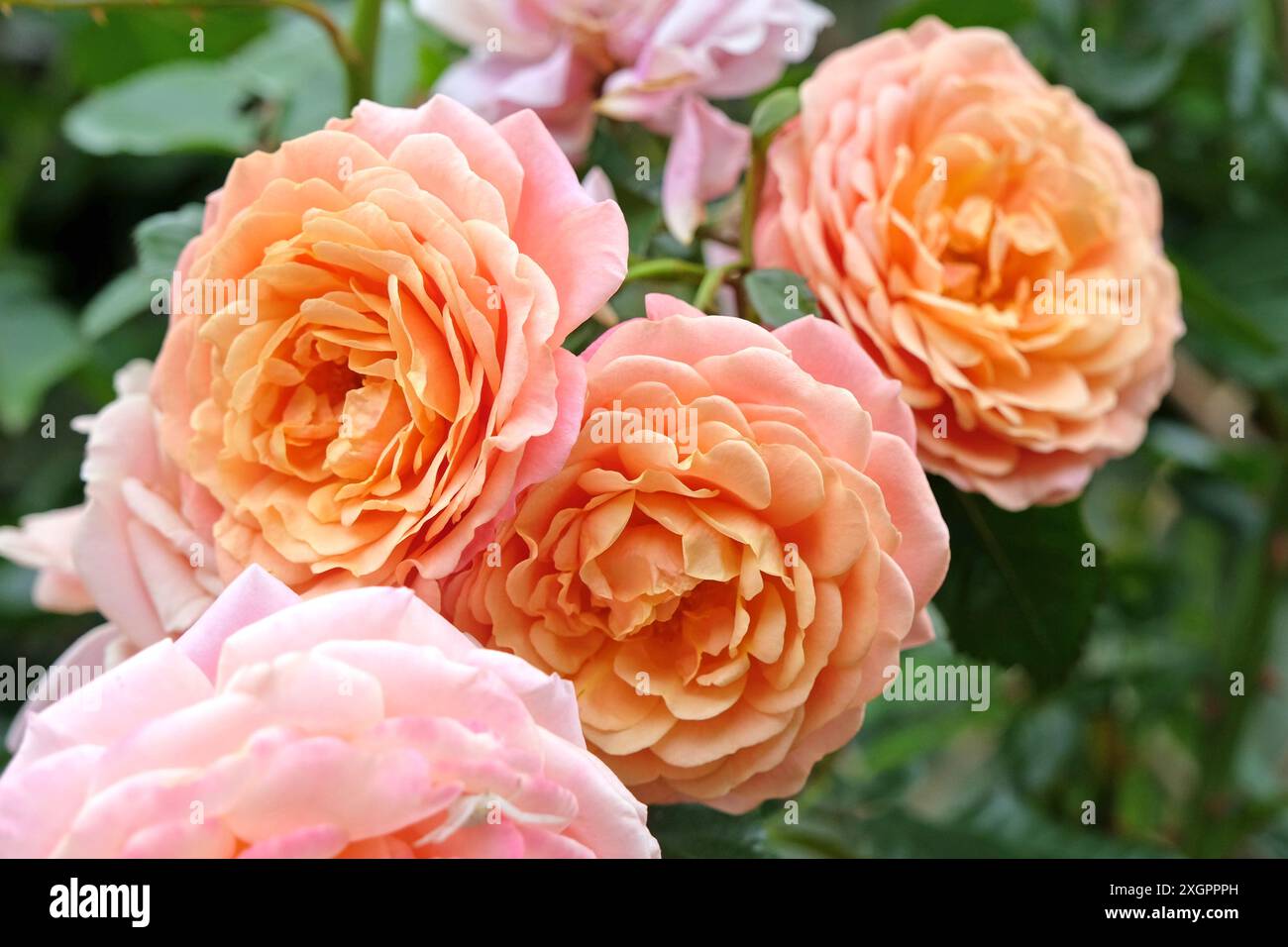 Rosa d’arrampicata rosa pesca e albicocca, rosa «Peach Melba», in fiore. Foto Stock