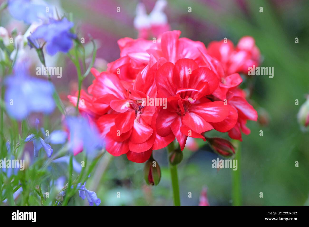 Pelargonium «Royal Candy Cane», foglia di edera variegata rossa e bianca, in fiore. Foto Stock