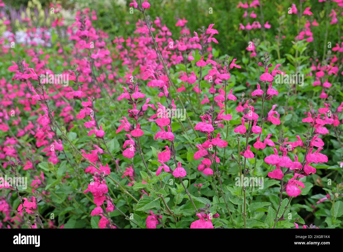 Salvia microphylla «Cerro Potosí» rosa brillante, nota anche come salvia per bambini, in fiore. Foto Stock