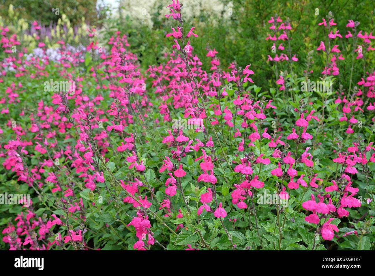 Salvia microphylla «Cerro Potosí» rosa brillante, nota anche come salvia per bambini, in fiore. Foto Stock