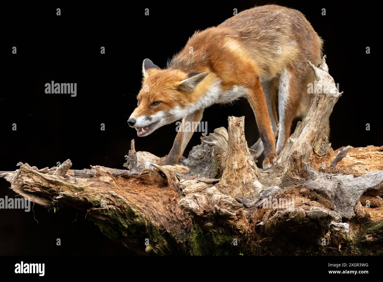 Primo piano di una bella volpe che mangia con sfondo nero Foto Stock
