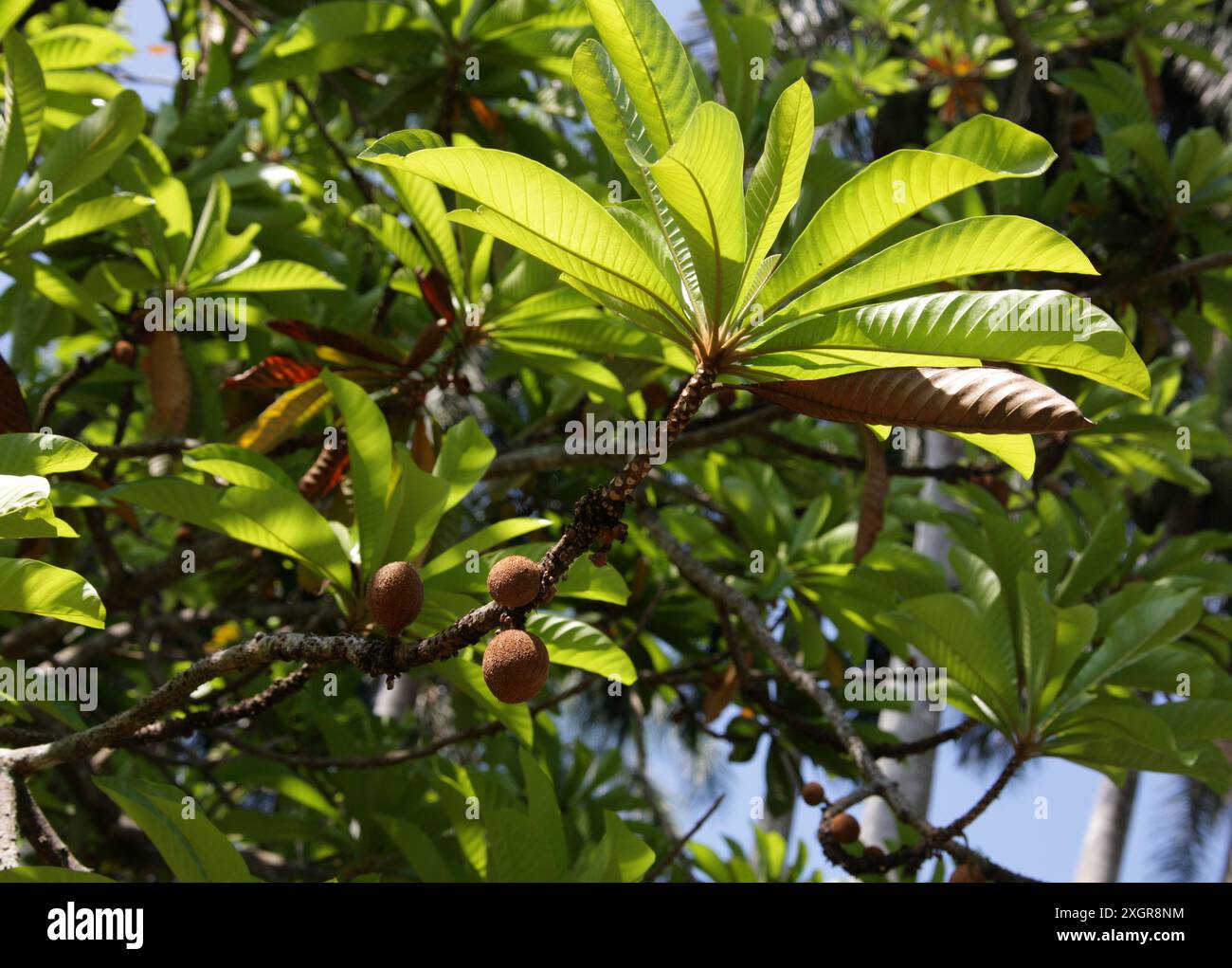 Red Mamey, Pouteria sapota, Sapotaceae. Albero e frutta. Messico, America centrale e Cuba. Foto Stock