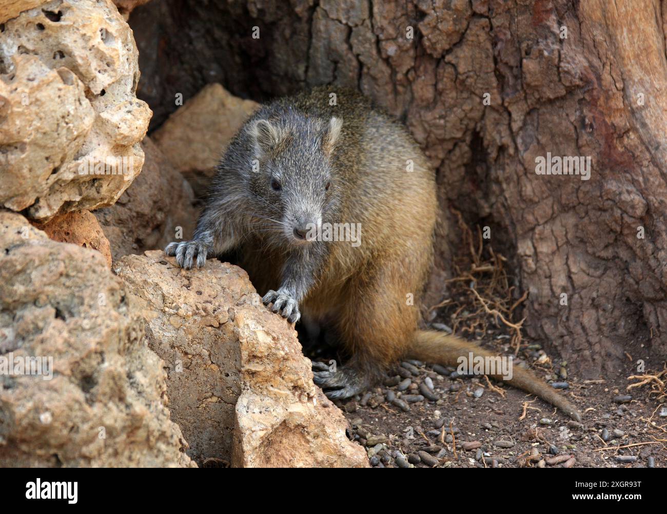 Hutia di Desmarest, Capromys pilorides, Capromyidae, Rodentia, Mammalia. Cuba, Caraibi. Conosciuto anche come Hutia cubana, è una specie di roditore. Foto Stock