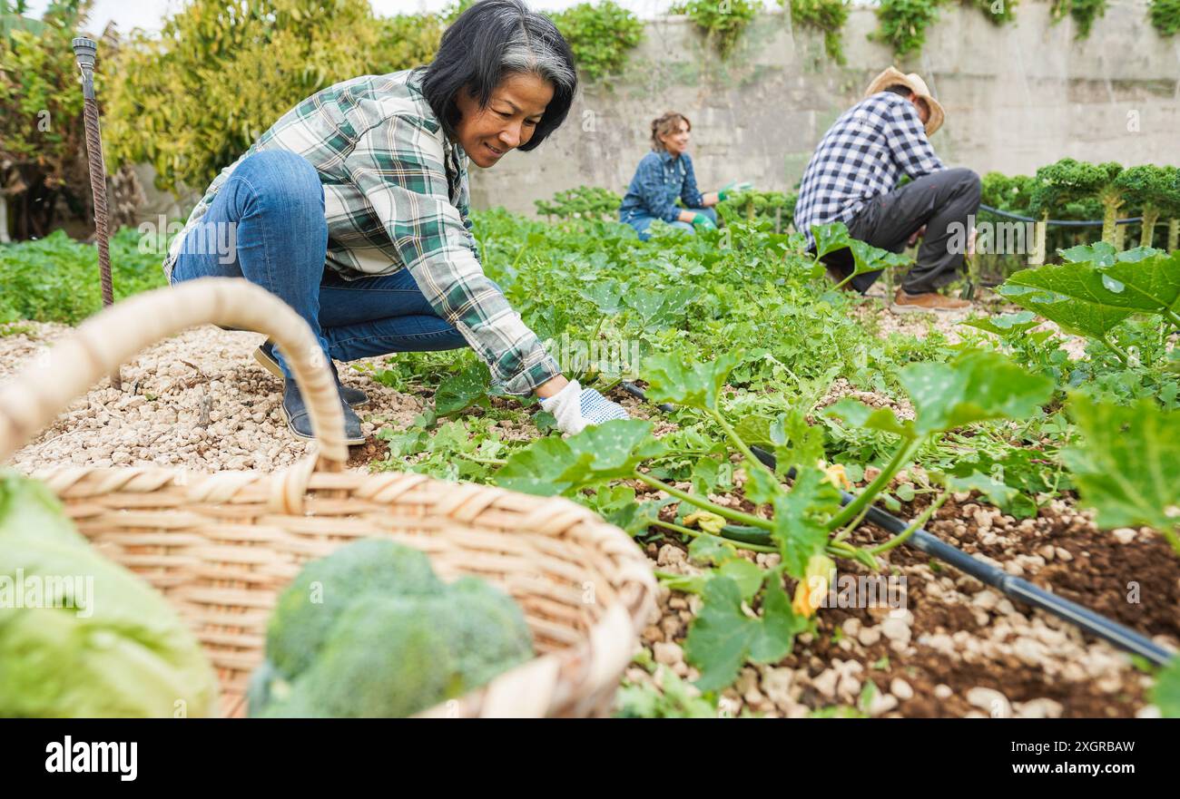 Donna asiatica che raccoglie verdure biologiche all'aperto in una fattoria cittadina - tecnologia, prodotti alimentari locali e concetto di lavoro sostenibile - attenzione principale sul viso Foto Stock