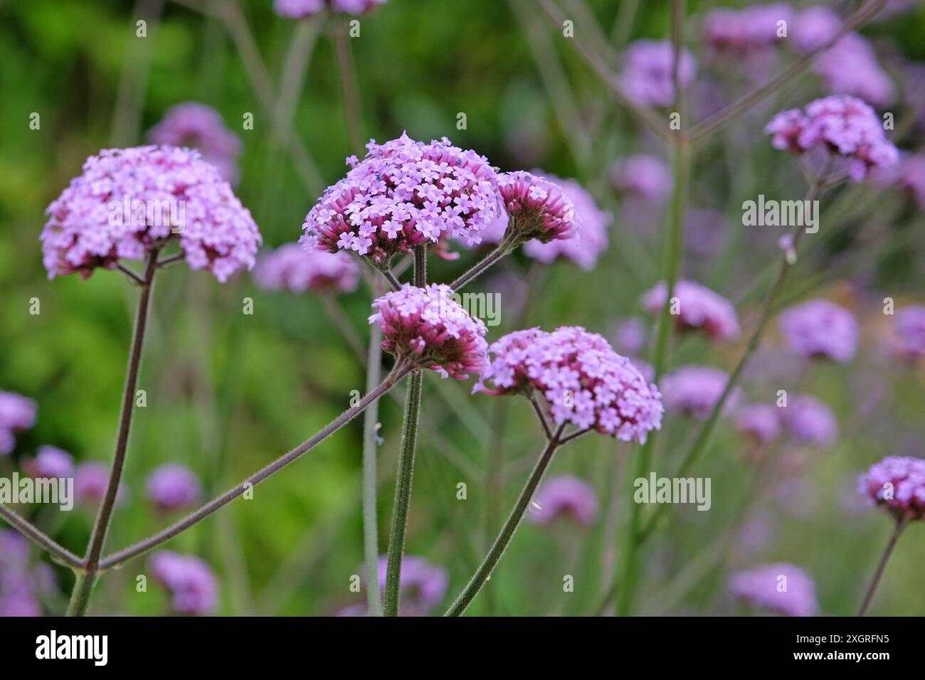 Verbena bonariensis viola lilla, nota anche come vervain top viola, vervain clustertop, vervain argentino, in fiore. Foto Stock