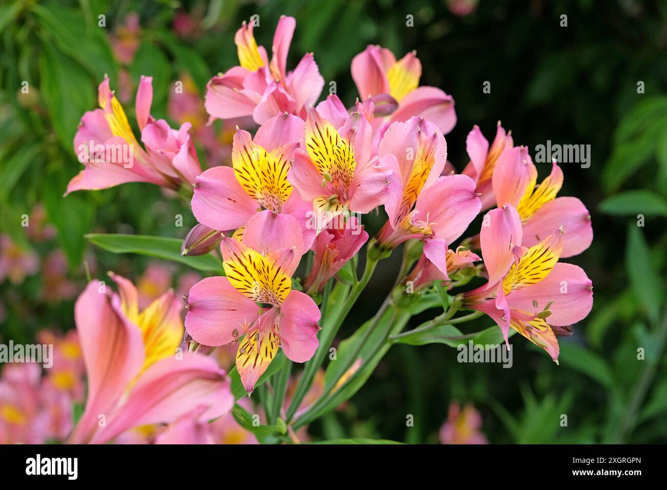 «Uccello a righe» rosa e giallo dell’Alstroemeria peruviana in fiore. Foto Stock