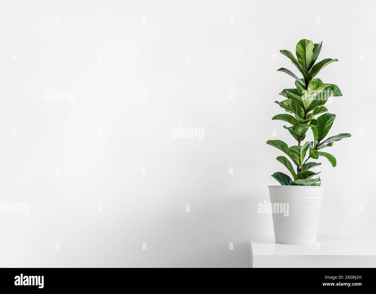 Impianto domestico Ficus Lyrata o Fiddle Fig isolato su sfondo chiaro, interno minimalista e moderno con spazio di copia Foto Stock