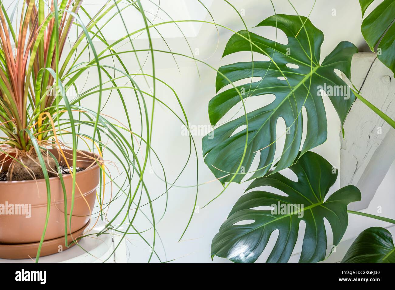 Foglie tropicali di piante di casa di monstera e beaucarnea da vicino, concetto di giardino interno Foto Stock