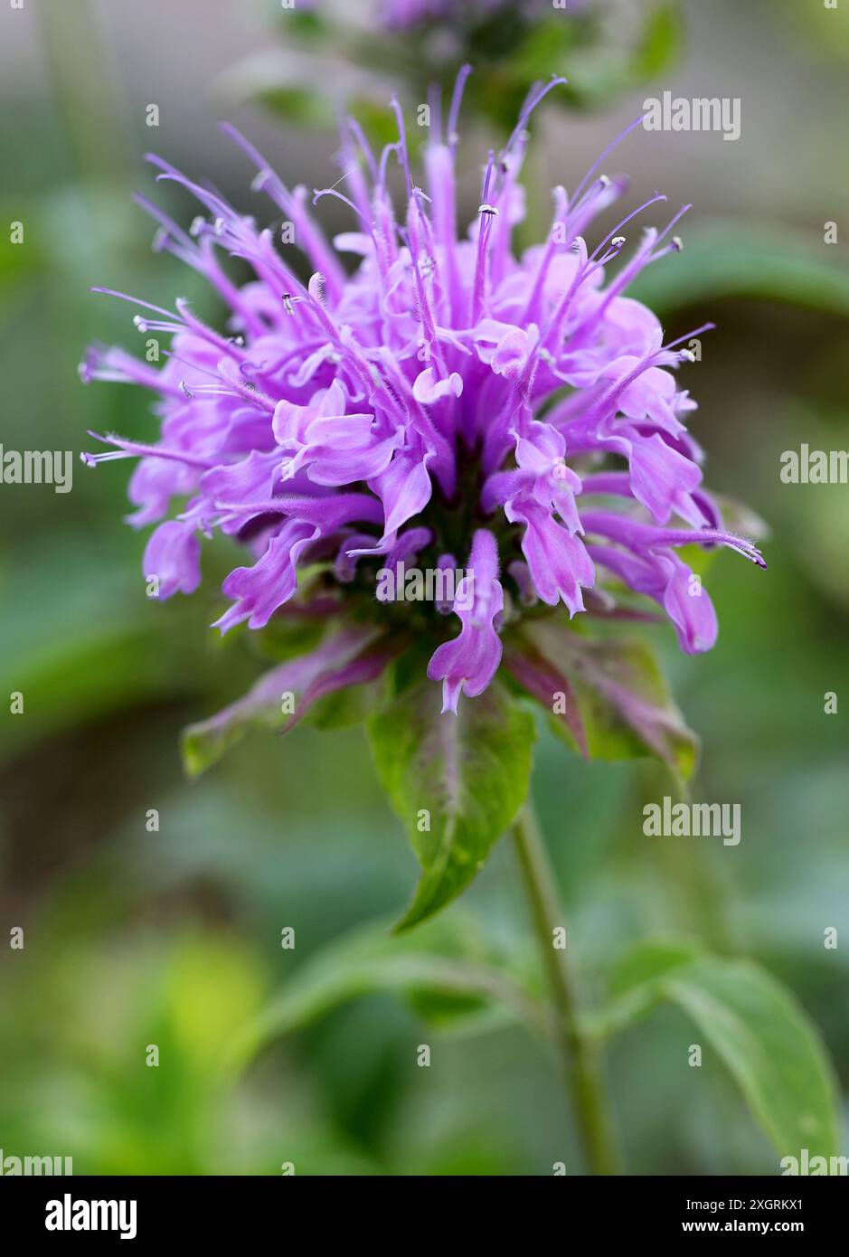 Bergamotto con lievito di menta, Bergamotto selvatico o Balsamo di api, Monarda menthifolia, SYN. Monarda fistulosa var. Menthifolia e Monarda stricta, Lamiaceae. Foto Stock