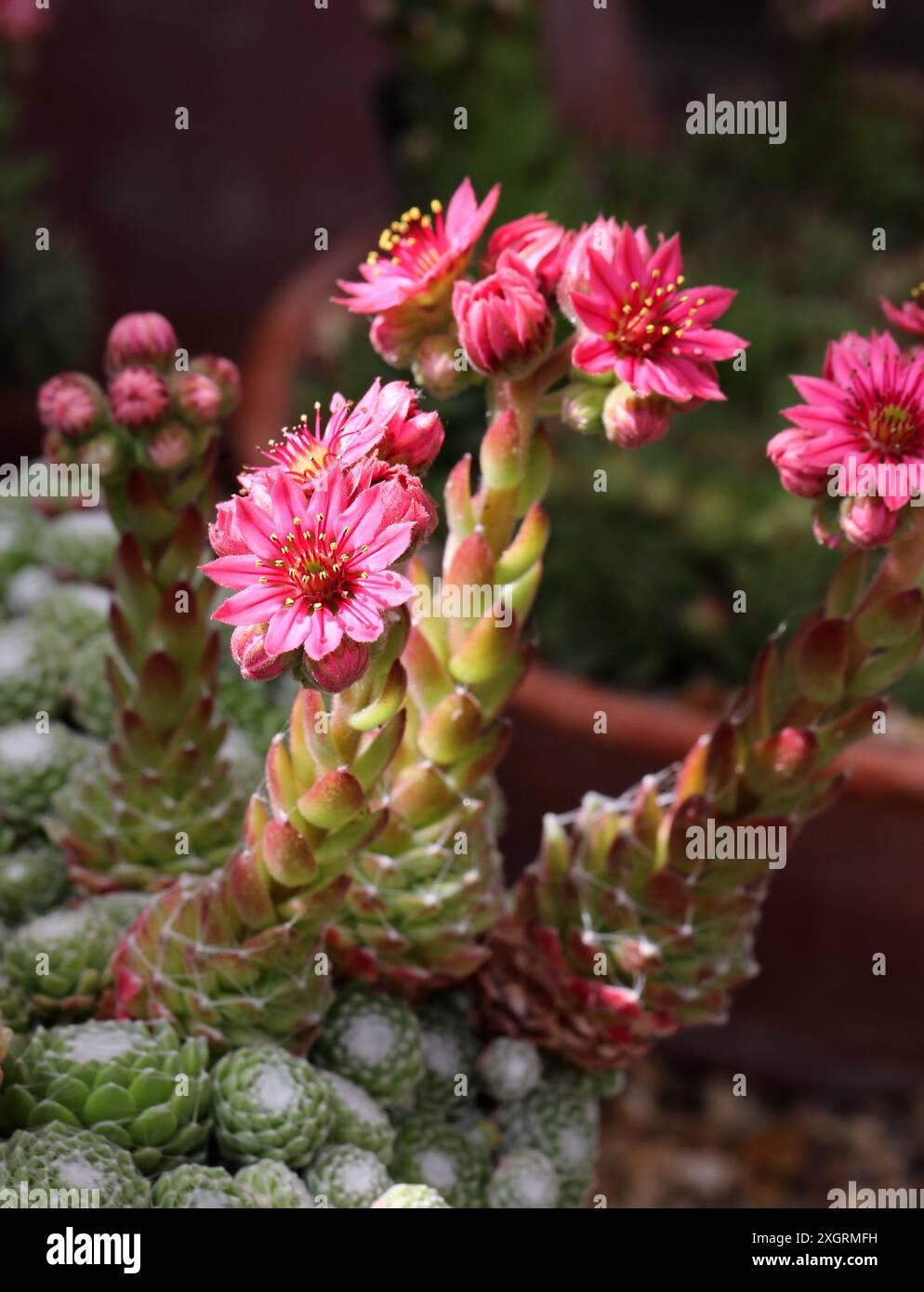 Cobweb House-leek, Sempervivum arachnoideum subsp. Tomentosa 'Stansfieldii', Crassulaceae. Europa. Foto Stock