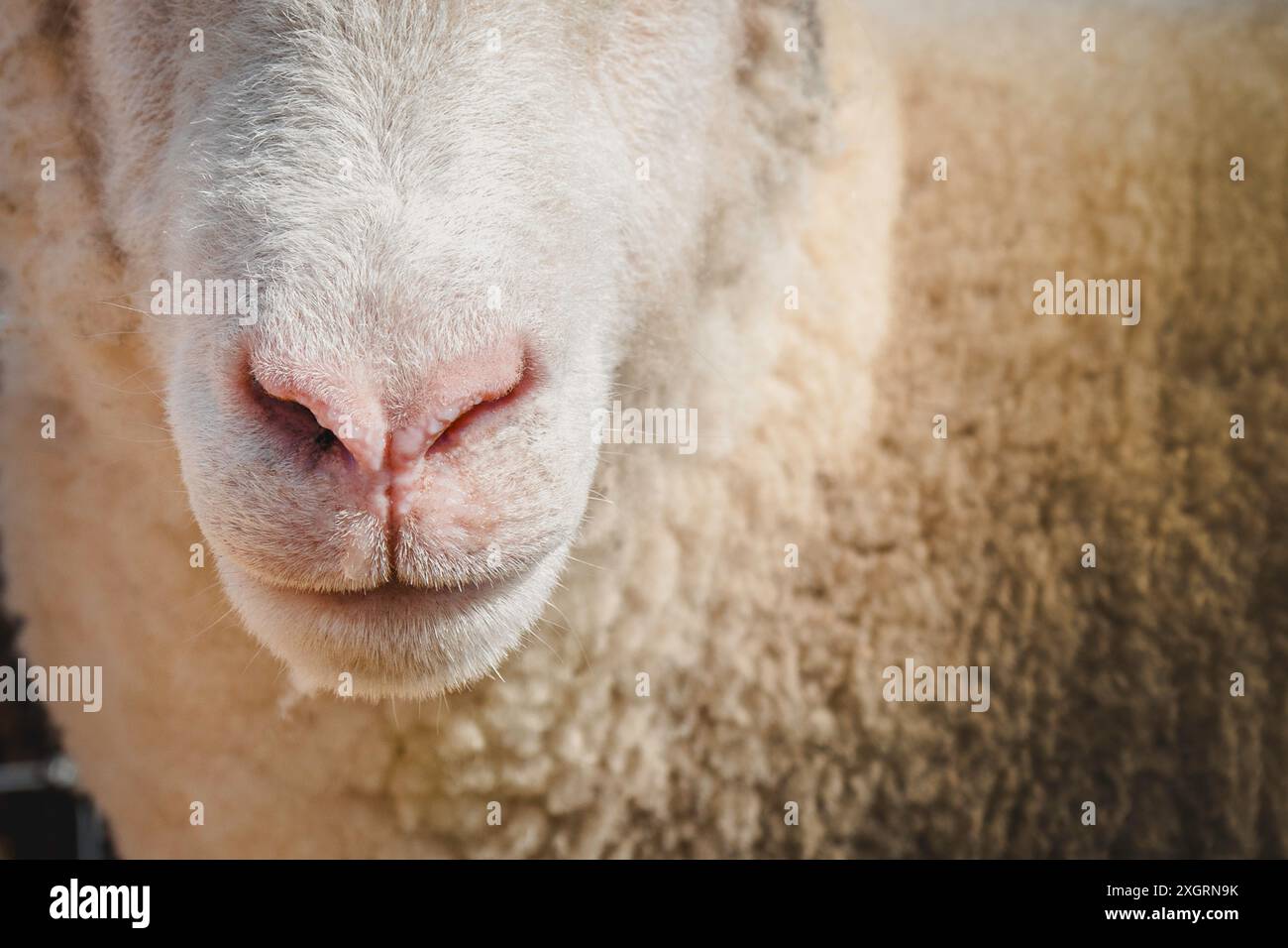 primo piano del naso e della bocca di una pecora con una trama dettagliata della lana, che mette in risalto i temi dell’allevamento e del benessere degli animali, della natura e della vita rurale Foto Stock