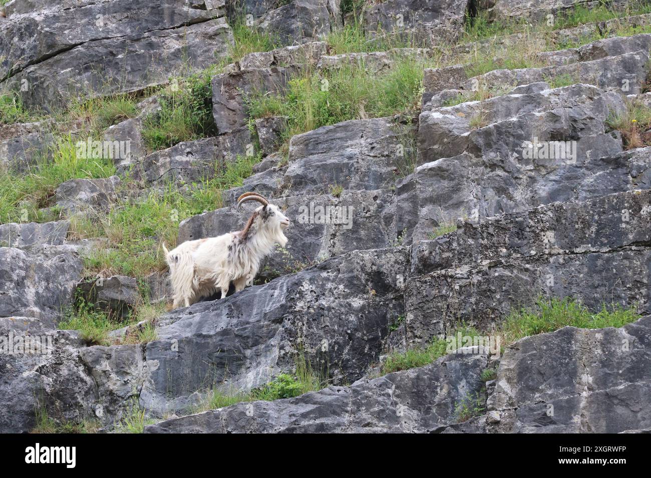 Una capra selvatica con grandi corna in piedi su una sporgenza su un'alta parete rocciosa Foto Stock