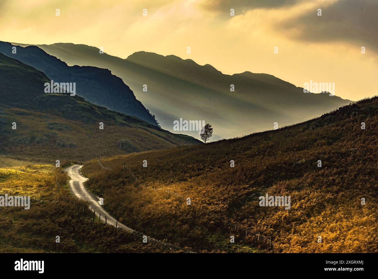 Il Lake District. Grande lastra Bowfell. Nord Ovest Inghilterra. autunno sera raggi di sole e ombre. Lonely albero solitario. Foto Stock