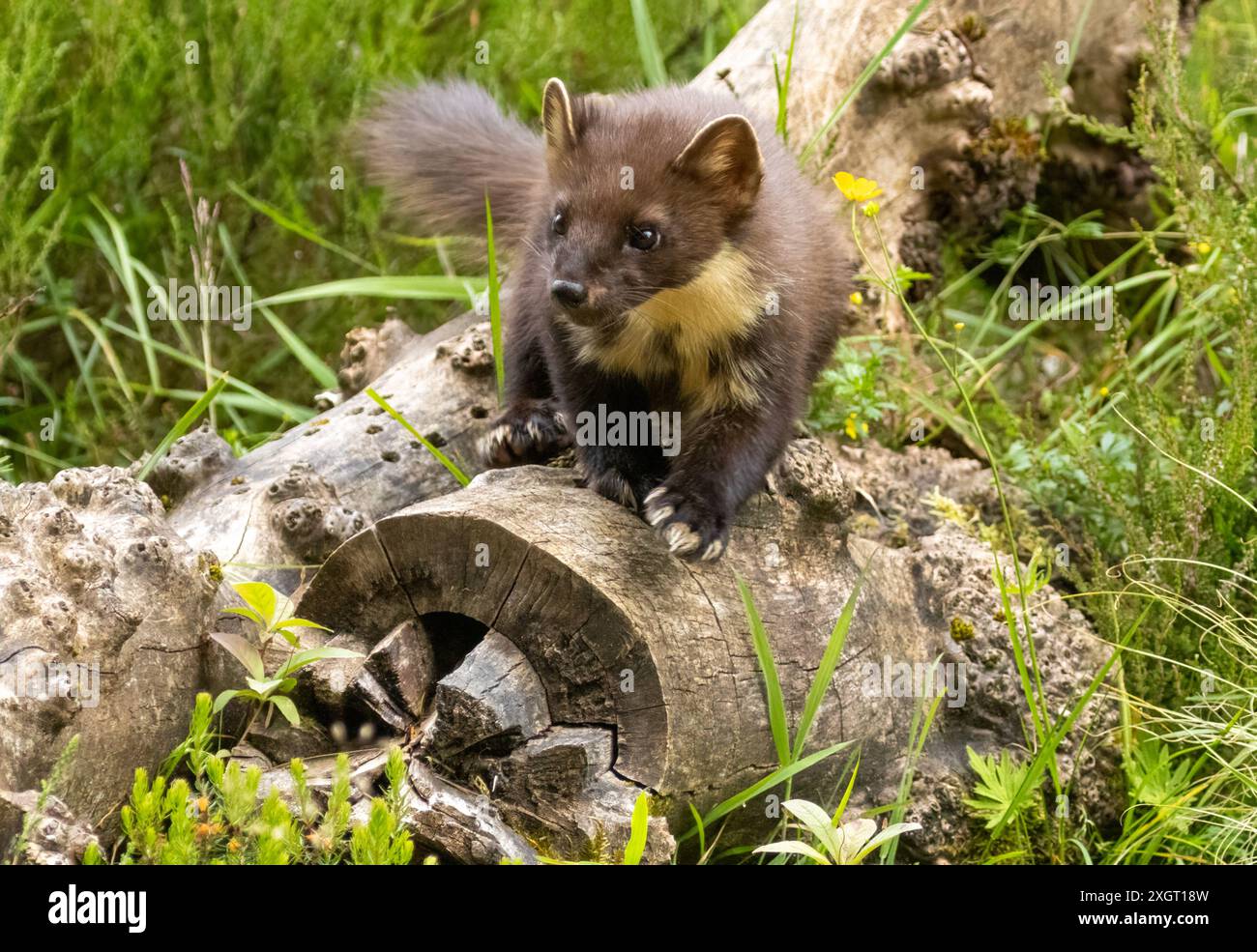 Giovane martora di pino nella foresta durante il giorno Foto Stock