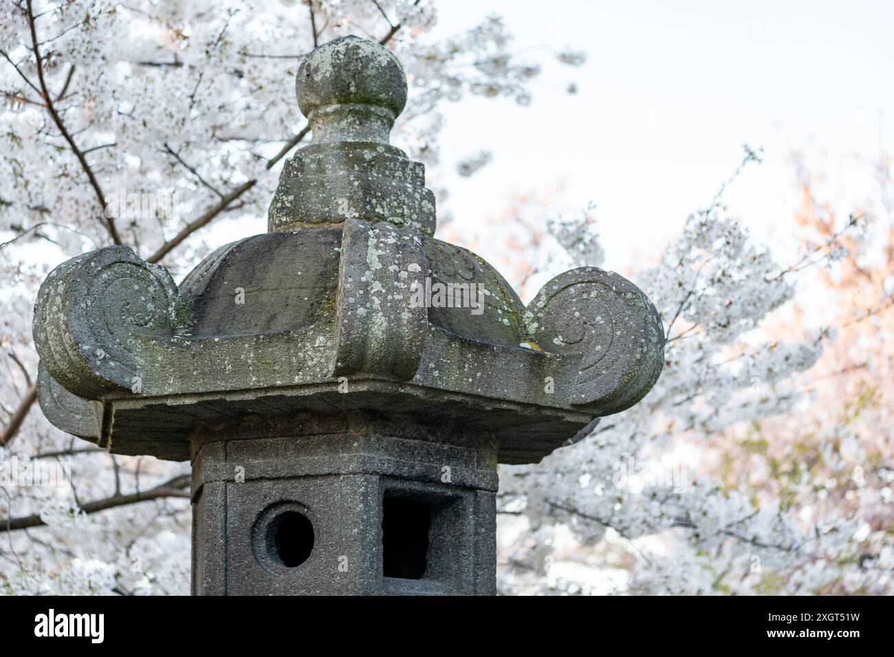 Tradizionale lanterna giapponese la marea di Washington DC circonda i fiori di ciliegio Foto Stock