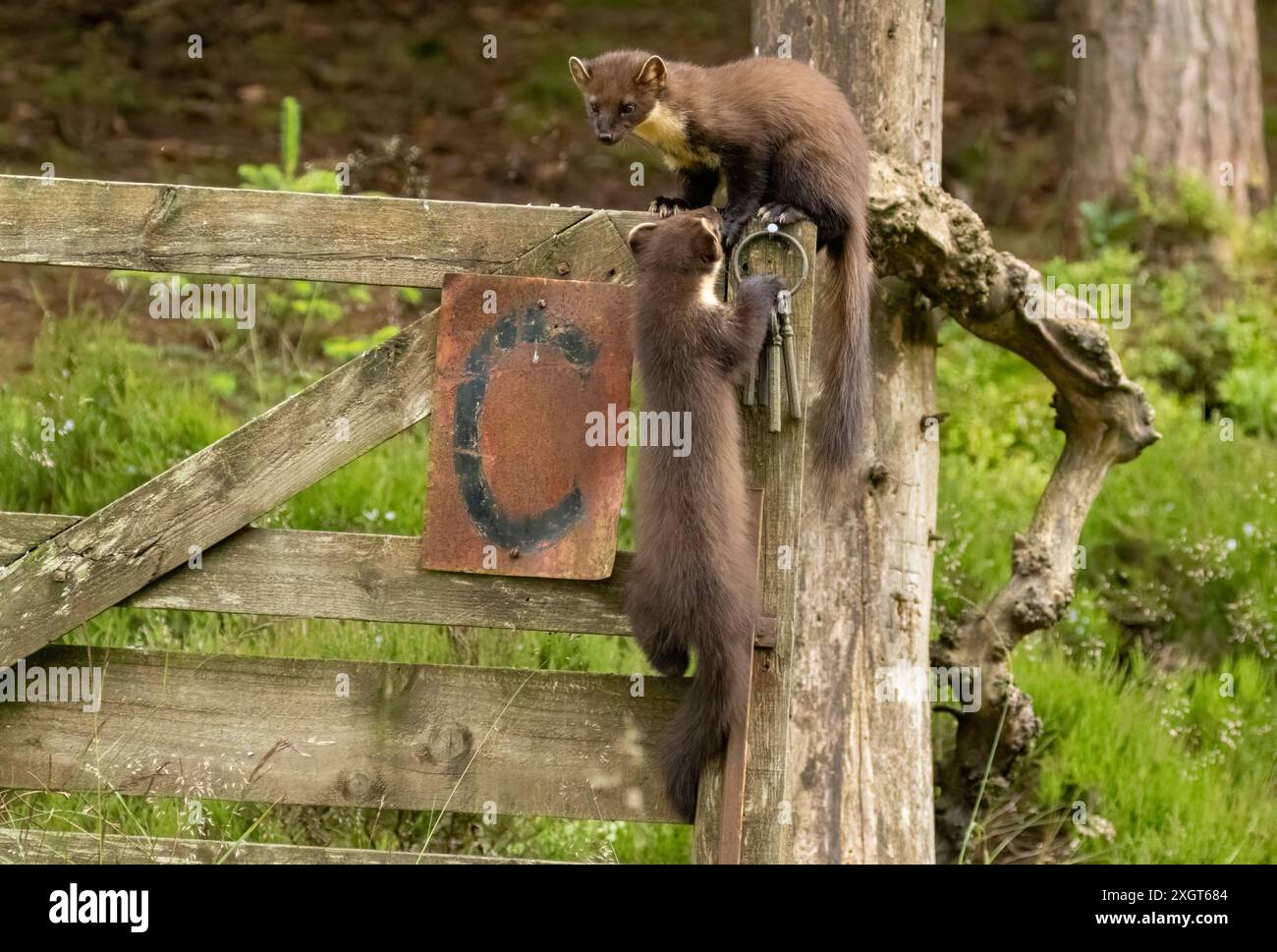 Fratelli di pino Marten kitts che giocano insieme nella foresta Foto Stock