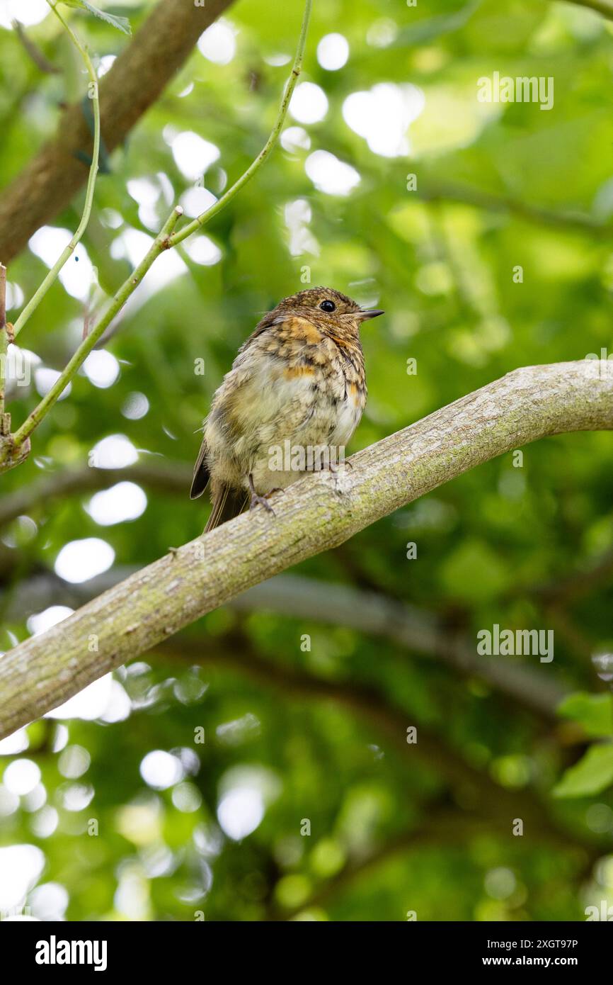Un giovane robin europeo (erithacus rubecula) seduto su un ramo d'albero. Foto Stock