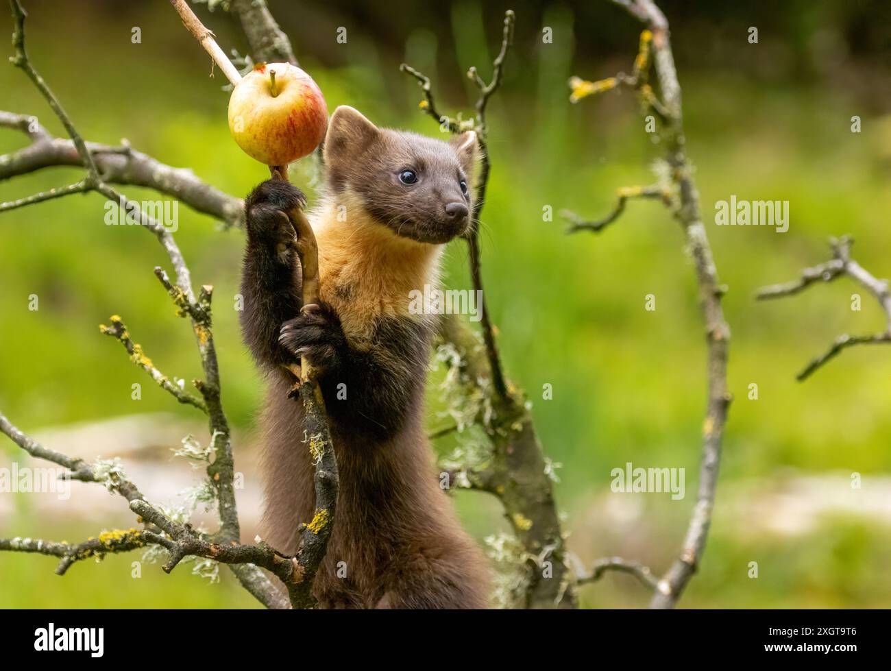 La martora di pino crea un albero mangiando una mela su un ramo Foto Stock