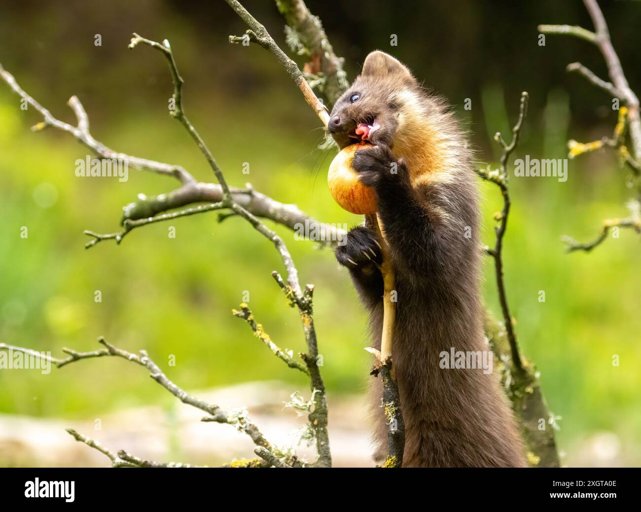 La martora di pino crea un albero mangiando una mela su un ramo Foto Stock