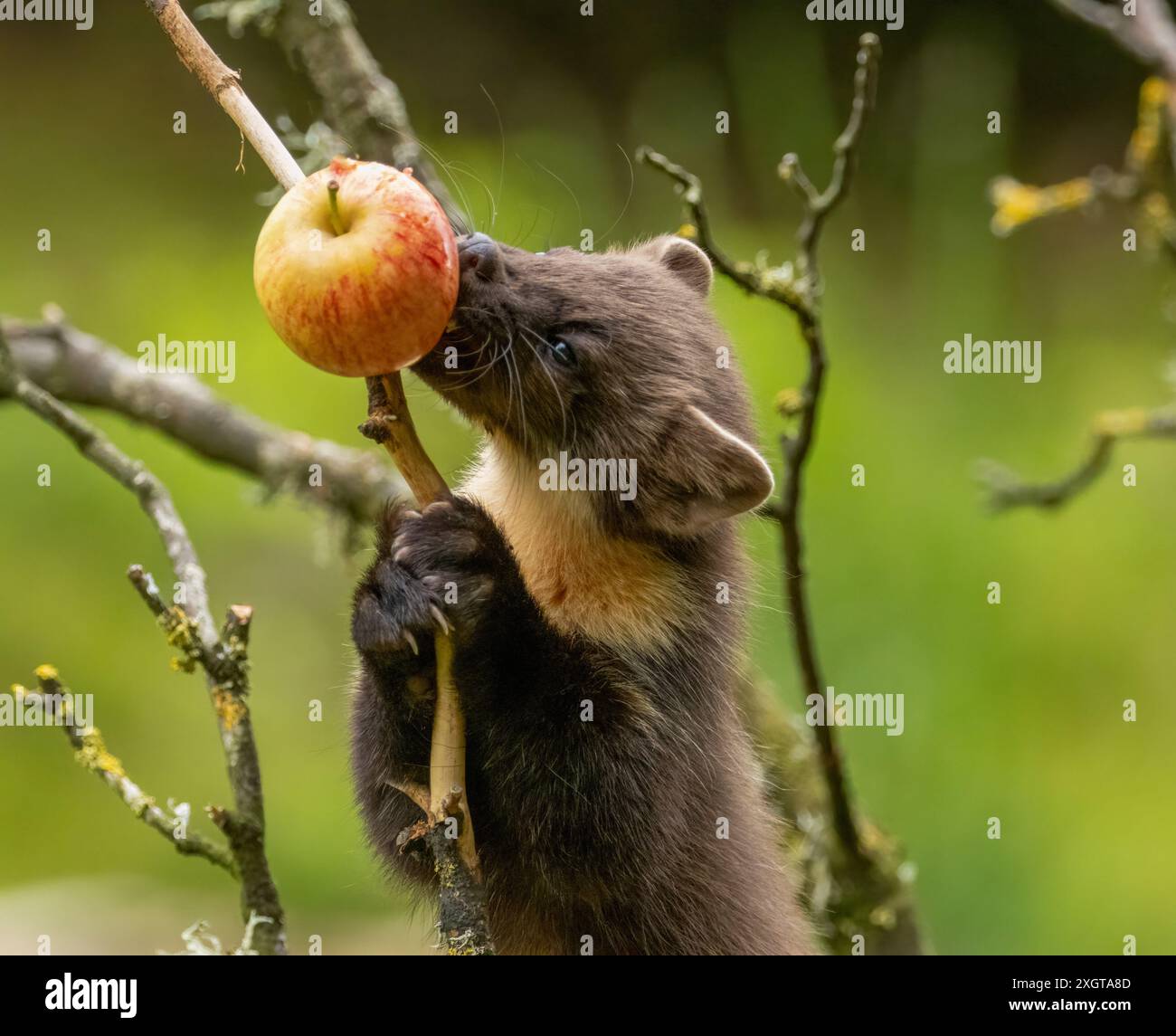 La martora di pino crea un albero mangiando una mela su un ramo Foto Stock