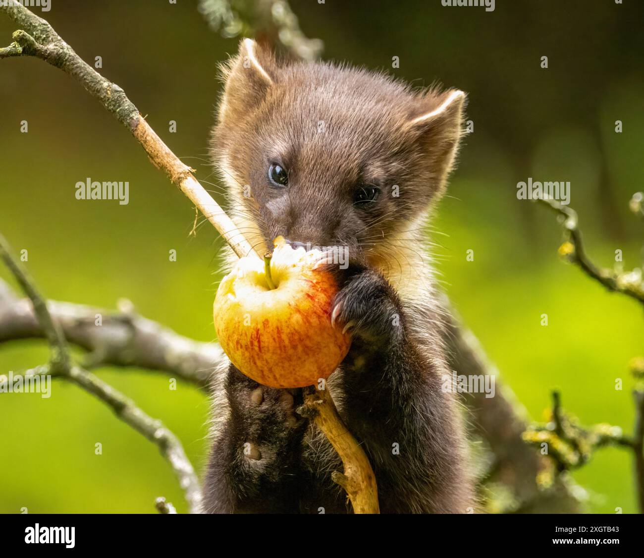 La martora di pino crea un albero mangiando una mela su un ramo Foto Stock