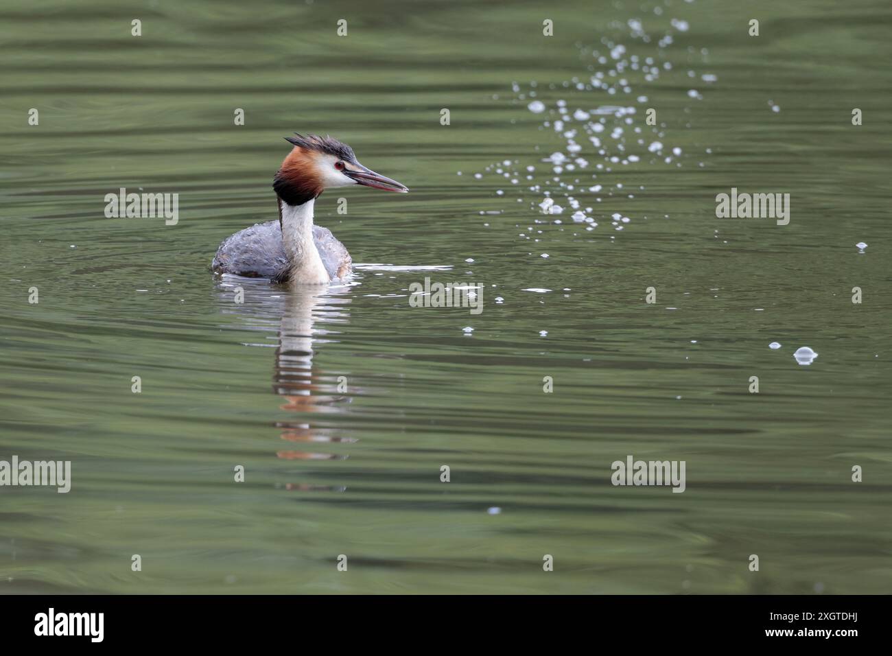 Grande cresta grebe Podiceps christatus, uccello paludoso lungo collo bianco arancio rufo grigio marrone parti superiori parte inferiore cresta nera bianca sulla testa Foto Stock