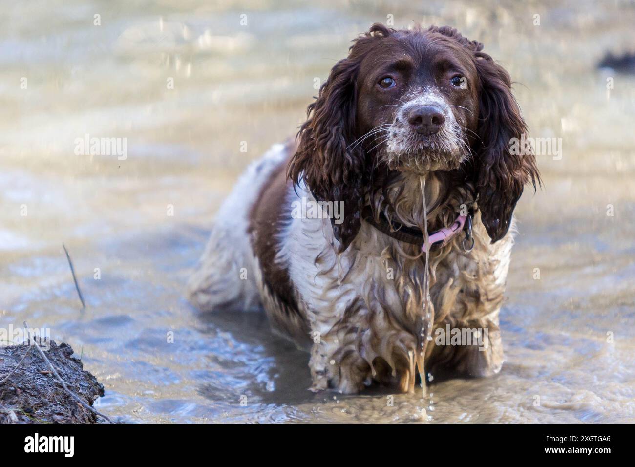 Il cane inglese Springer Spaniel era bagnato in un fango Foto Stock