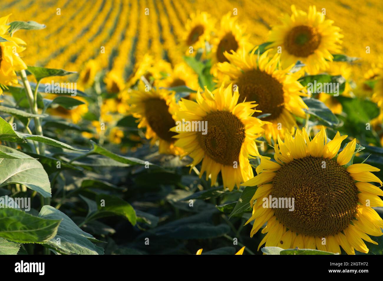 Girasole in piena fioritura nel campo dei girasoli Foto Stock