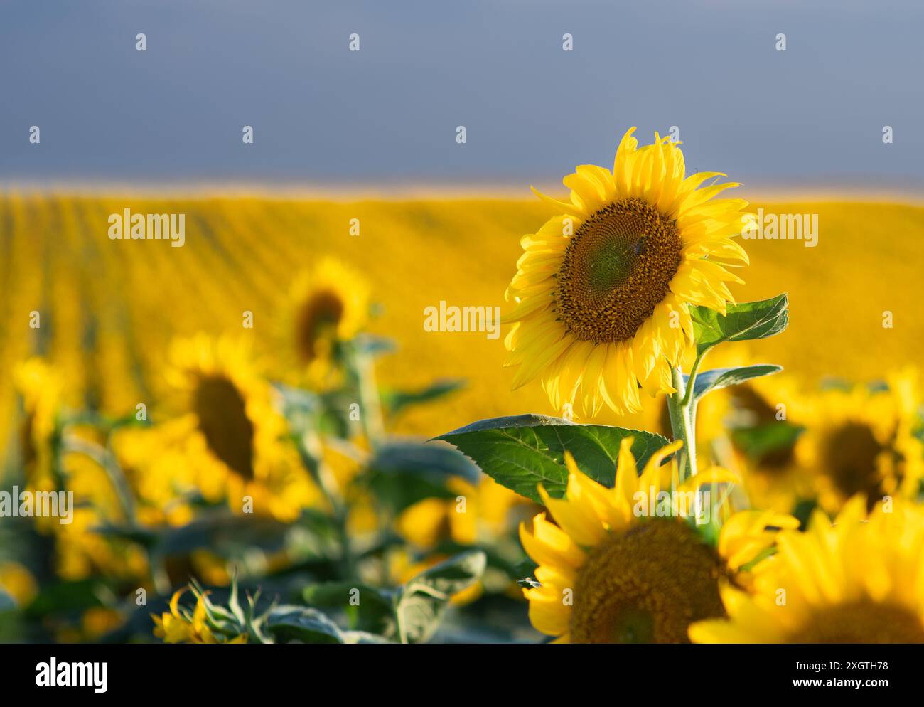 Girasole in piena fioritura nel campo dei girasoli Foto Stock