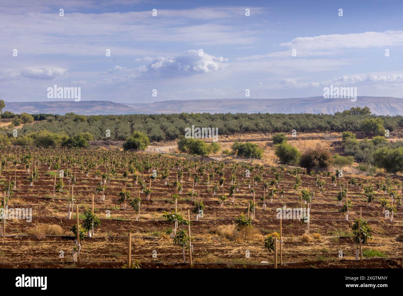 Le pittoresche fattorie agricole con colture coltivate sulla terra israeliana al confine con la Siria, nella zona delle alture del Golan. Foto Stock