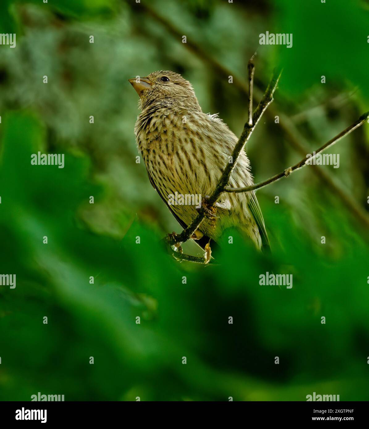 Una casa femminile finch su un ramo d'albero. Foto Stock
