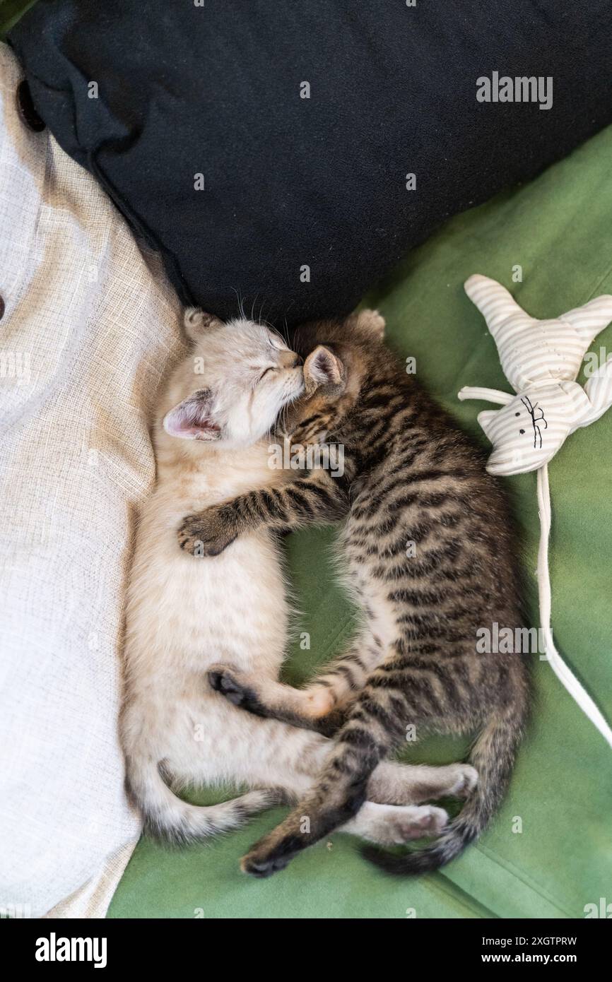 Vista dall'alto della scena sentimentale di due adorabili gattini che si sono addormentati. Il tabby e i gattini panna si intrecciano su una vibrante coperta verde, creando un Foto Stock